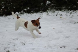 IMG 4779
